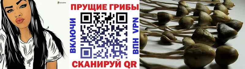 Купить где  Черногорск  Галлюциногенные грибы Psilocybe 