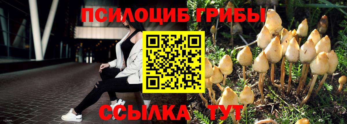 Галлюциногенные грибы Psilocybe  Вход с VPN  наркота  Галлюциногенные грибы прущие грибы  Черногорск 