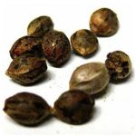 Семена марихуаны АК-47  (Seeds AK-47) в Черногорске